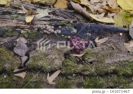 Grey and purple fungi grow with vibrant green moss on a fallen tree trunk Grey and purple fungi grow with vibrant green moss on a fallen tree trunk 141071467