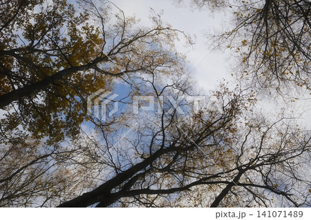 Looking up at a canopy of tree branches, some bare and some with yellow leaves Looking up at a canopy of tree branches, some bare and some with yellow leaves 141071489