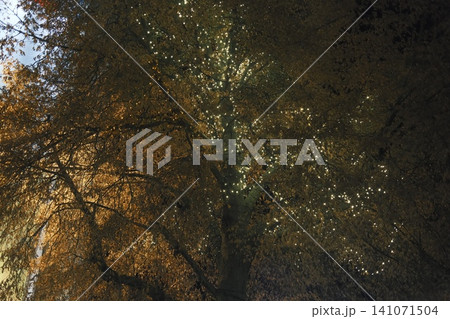Golden autumn foliage shimmers on a grand tree at night, festooned with tiny white lights Golden autumn foliage shimmers on a grand tree at night, festooned with tiny white lights 141071504