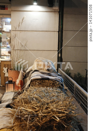 Golden dog sleeps on hay, under blanket, outside cafe at night, softly lit Golden dog sleeps on hay, under blanket, outside cafe at night, softly lit 141071508