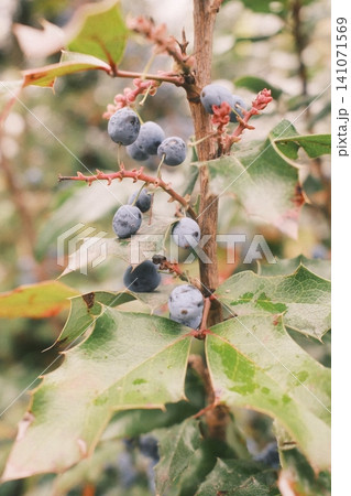Dark blue Mahonia berries hang from a woody branch, surrounded by spiky green leaves. Dark blue Mahonia berries hang from a woody branch, surrounded by spiky green leaves. 141071569