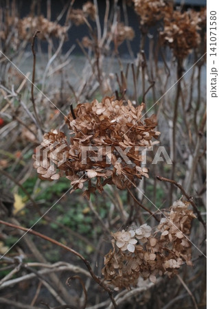 Close-up of dried hydrangea flower heads in a winter garden. Close-up of dried hydrangea flower heads in a winter garden. 141071580