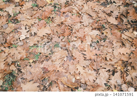 A textured view of countless fallen oak leaves in various shades A textured view of countless fallen oak leaves in various shades 141071591