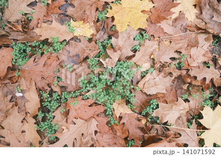 Fallen brown oak leaves and some yellow maple leaves cover the forest floor. Fallen brown oak leaves and some yellow maple leaves cover the forest floor. 141071592