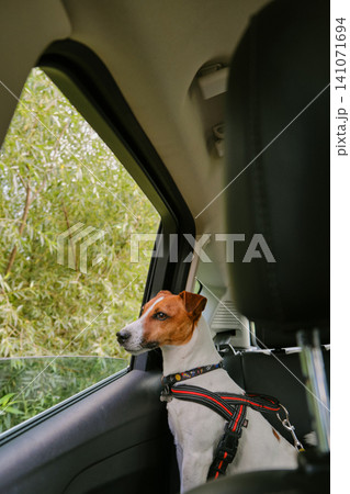 dog in the car looks out of the window. Pet travel, transportation. 141071694