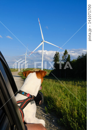 Jack Russell Terrier Viewing Wind Turbines from a Car Jack Russell Terrier Viewing Wind Turbines from a Car 141071700