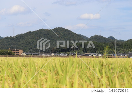 秋空と山々の前に広がる刈り入れ前の田園風景 秋空と山々の前に広がる刈り入れ前の田園風景 141072052