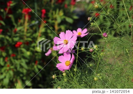 秋の草花の中に鮮やかなコスモスのボカシ撮り 秋の草花の中に鮮やかなコスモスのボカシ撮り 141072054