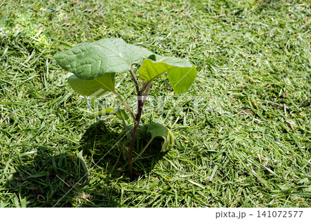 Mulching topsoil on eggplant vegetable bed with mowed grass for biohumus production. Prevents soil erosion Mulching topsoil on eggplant vegetable bed with mowed grass for biohumus production. Prevents soil erosion 141072577