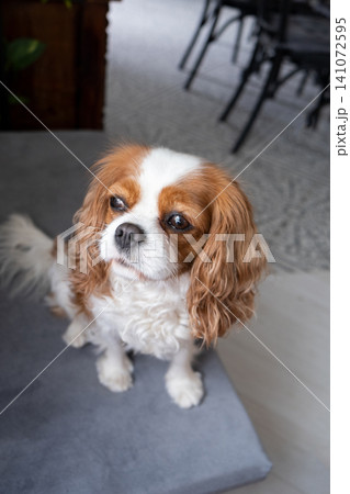 Cavalier King Charles Spaniel Blenheim. Close-up portrait of a cute puppy. Face og the dog on grey background. Cavalier King Charles Spaniel Blenheim. Close-up portrait of a cute puppy. Face og the dog on grey background. 141072595