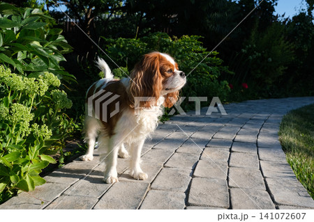 Close-up portrait of cute King Charles Spaniel dog, Blenheim, on a cobblestone path in a summer garden Close-up portrait of cute King Charles Spaniel dog, Blenheim, on a cobblestone path in a summer garden 141072607