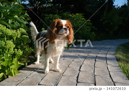 portrait of cute King Charles Spaniel dog, Blenheim, on a cobblestone path in a summer garden portrait of cute King Charles Spaniel dog, Blenheim, on a cobblestone path in a summer garden 141072610