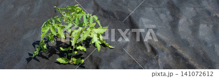 Black agrotank with tomato seedlings: sustainable soil mulching and weed control. banner Black agrotank with tomato seedlings: sustainable soil mulching and weed control. banner 141072612