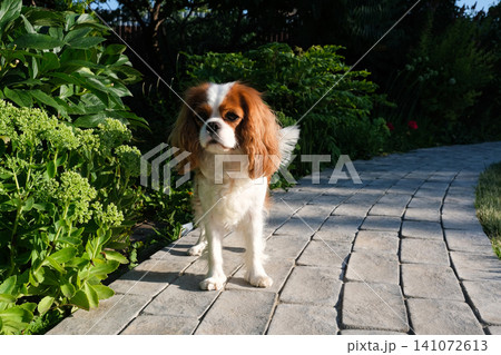 Close-up portrait of cute King Charles Spaniel dog, Blenheim, on a cobblestone path in a summer garden Close-up portrait of cute King Charles Spaniel dog, Blenheim, on a cobblestone path in a summer garden 141072613