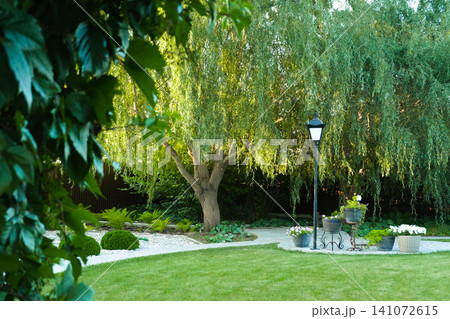Serene garden scene with weeping willow and lush green lawn Serene garden scene with weeping willow and lush green lawn 141072615