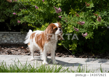 Cavalier King Charles Spaniel Blenheim. portrait of a cute puppy in the garden. Face og the dog on grey background. Cavalier King Charles Spaniel Blenheim. portrait of a cute puppy in the garden. Face og the dog on grey background. 141072621