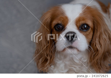 Cavalier King Charles Spaniel Blenheim. Close-up portrait of a cute puppy. Face og the dog on grey background. Cavalier King Charles Spaniel Blenheim. Close-up portrait of a cute puppy. Face og the dog on grey background. 141072625