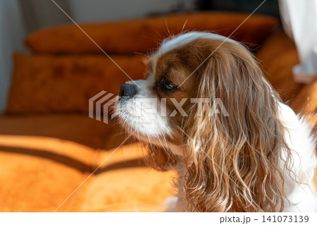 Cavalier King Charles Spaniel Blenheim. Close-up portrait of a cute puppy. Face og the dog on grey background. Cavalier King Charles Spaniel Blenheim. Close-up portrait of a cute puppy. Face og the dog on grey background. 141073139
