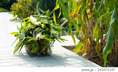 Busket with Freshly picked sweet corn in the garden. Whole corn Organic farm produce for healthy summer meals. 141073147