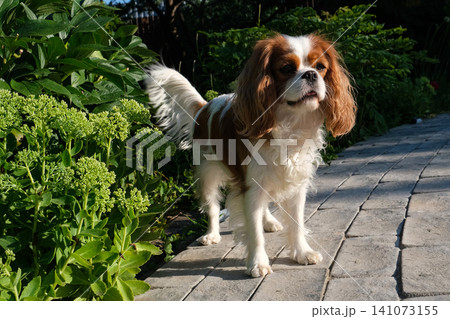 Close-up portrait of cute King Charles Spaniel dog, Blenheim, on a cobblestone path in a summer garden Close-up portrait of cute King Charles Spaniel dog, Blenheim, on a cobblestone path in a summer garden 141073155