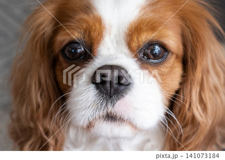 Cavalier King Charles Spaniel Blenheim. Close-up portrait of a cute puppy. Face og the dog on grey background. Cavalier King Charles Spaniel Blenheim. Close-up portrait of a cute puppy. Face og the dog on grey background. 141073184