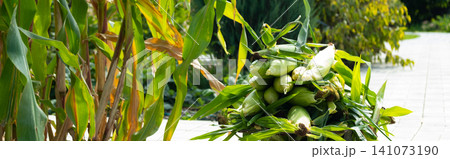 Busket with Freshly picked sweet corn in the garden. Whole corn Organic farm produce for healthy summer meals. banner Busket with Freshly picked sweet corn in the garden. Whole corn Organic farm produce for healthy summer meals. banner 141073190