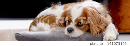 Cavalier King Charles Spaniel Blenheim. Banner. Close-up portrait of a cute puppy. Face og the dog on grey background. Cavalier King Charles Spaniel Blenheim. Banner. Close-up portrait of a cute puppy. Face og the dog on grey background. 141073193