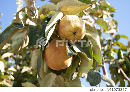 quince fruit on the tree. quince fruit on the tree. 141073227