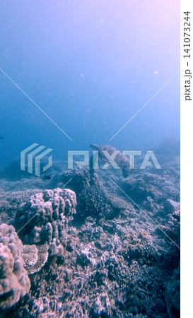 A lone green sea turtle (Chelonia mydas) amidst corals in a serene underwater scene with diffused light in hazy water. Dauin, Philippines 141073244