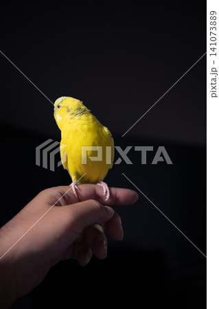 飼い主の指に止まってくつろぐ黄色いセキセイインコ・手乗りインコのある暮らし 141073889