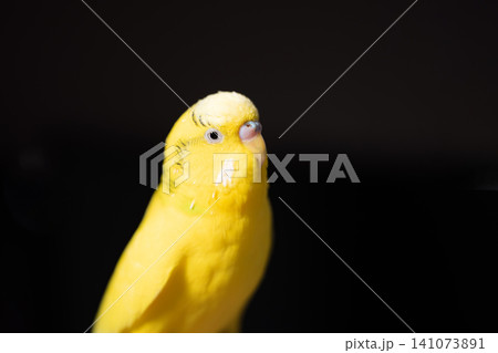飼い主の指に止まってくつろぐ黄色いセキセイインコ・手乗りインコのある暮らし 飼い主の指に止まってくつろぐ黄色いセキセイインコ・手乗りインコのある暮らし 141073891