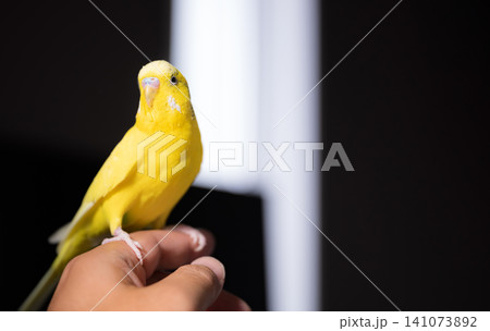 飼い主の指に止まってくつろぐ黄色いセキセイインコ・手乗りインコのある暮らし 飼い主の指に止まってくつろぐ黄色いセキセイインコ・手乗りインコのある暮らし 141073892