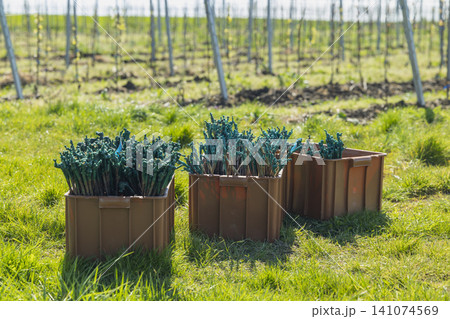 Grapevine saplings in crates ready for planting in vineyard Grapevine saplings in crates ready for planting in vineyard 141074569