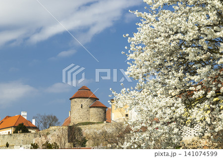 Znojmo Castle towers standing against blooming spring tree Znojmo Castle towers standing against blooming spring tree 141074599
