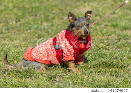 Small dog wearing red sweater and harness on leash Small dog wearing red sweater and harness on leash 141074647