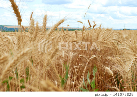 Ripe wheat field growing. Golden spikes under sky. Agricultural crop close up. Ripe wheat field growing. Golden spikes under sky. Agricultural crop close up. 141075829