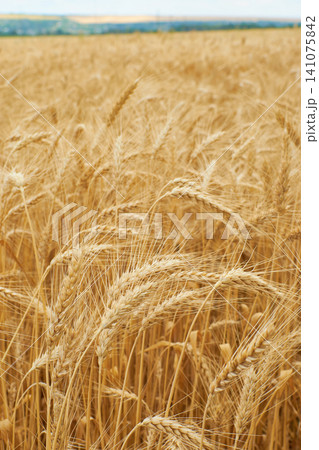 Wheat field vertical landscape. Golden ears growing near city. Ripe cereal spikes under sky. 141075842