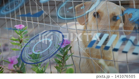 Standing tan medium dog peering through wire mesh fence in pen with blue decals, pink flowers 141076505