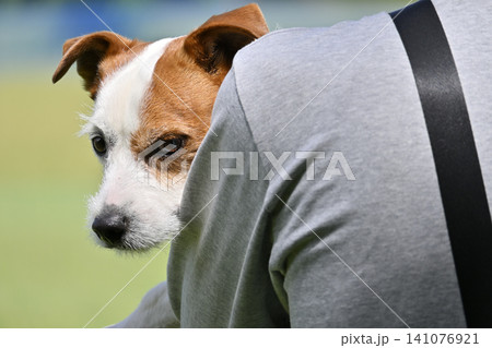 愛犬と抱っこ散歩 ジャックラッセルテリア 愛犬と抱っこ散歩 ジャックラッセルテリア 141076921