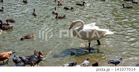 A serene scene unfolds as a swan glides through a tranquil pond, surrounded by playful ducks and curious pigeons, capturing the beauty of nature and urban wildlife in harmony. A serene scene unfolds as a swan glides through a tranquil pond, surrounded by playful ducks and curious pigeons, capturing the beauty of nature and urban wildlife in harmony. 141077014