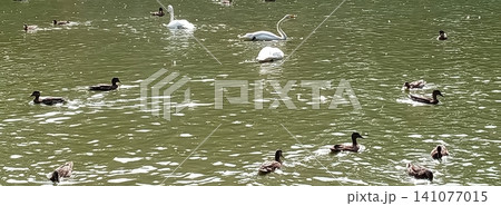 This image captures serene swans and playful ducks swimming in a tranquil pond, embodying the beauty of wildlife and nature. Ideal for travel brochures and nature publications. This image captures serene swans and playful ducks swimming in a tranquil pond, embodying the beauty of wildlife and nature. Ideal for travel brochures and nature publications. 141077015