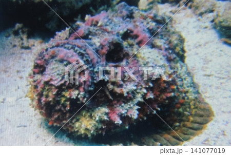 A close up view of a dangerous stonefish camouflaged against the sandy seabed of a tropical ocean, showcasing its venomous nature and survival skills in a coral reef. A close up view of a dangerous stonefish camouflaged against the sandy seabed of a tropical ocean, showcasing its venomous nature and survival skills in a coral reef. 141077019