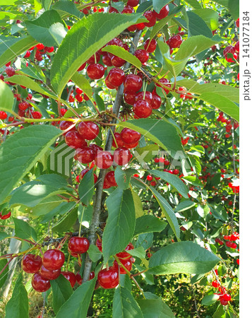 Abundant harvest of ripe red cherries hanging on a tree branch with vibrant green leaves. Fresh organic berries Abundant harvest of ripe red cherries hanging on a tree branch with vibrant green leaves. Fresh organic berries 141077184