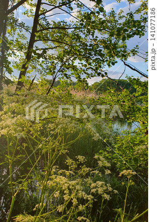 Beautiful summer landscape with blooming wild white flowers on a riverbank at sunset. Green trees Beautiful summer landscape with blooming wild white flowers on a riverbank at sunset. Green trees 141077186
