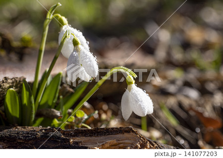 Tender spring flowers snowdrops harbingers with water drops. White blooming snowdrop folded or Galanthus plicatus close up, macro photo. Spring sunny day in the forest Tender spring flowers snowdrops harbingers with water drops. White blooming snowdrop folded or Galanthus plicatus close up, macro photo. Spring sunny day in the forest 141077203