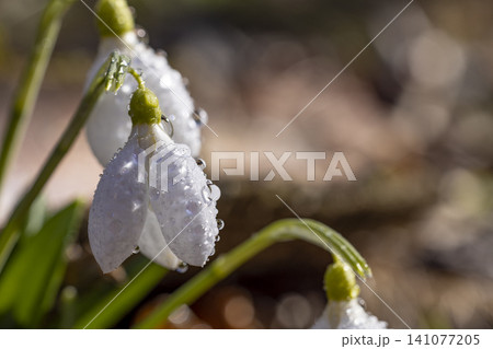 Tender spring flowers snowdrops harbingers with water drops. White blooming snowdrop folded Galanthus plicatus close up, macro photo Spring sunny day in the forest 141077205