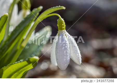 Tender spring flowers snowdrops harbingers with water drops. White blooming snowdrop folded Galanthus plicatus close up, macro photo Spring sunny day in the forest 141077208
