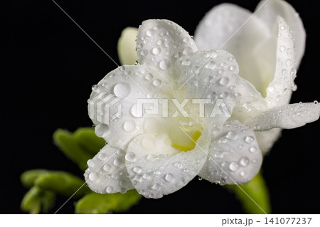 White freesia flower and buds with drops of dew, macro on black backgrounds. Early spring flowers White freesia flower and buds with drops of dew, macro on black backgrounds. Early spring flowers 141077237