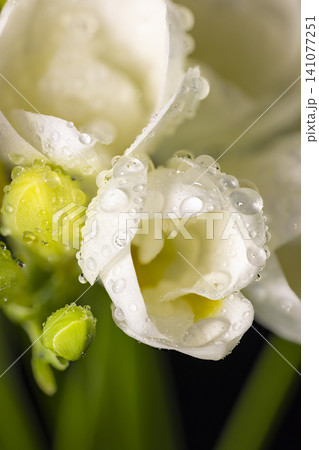 White freesia flower and buds with drops of dew, macro on black backgrounds. Early spring flowers White freesia flower and buds with drops of dew, macro on black backgrounds. Early spring flowers 141077251