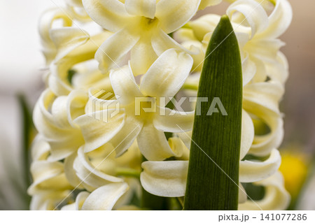 White hyacinth flower, macro isolated against a light background. The branch of hyacinth with flowers, buds White hyacinth flower, macro isolated against a light background. The branch of hyacinth with flowers, buds 141077286